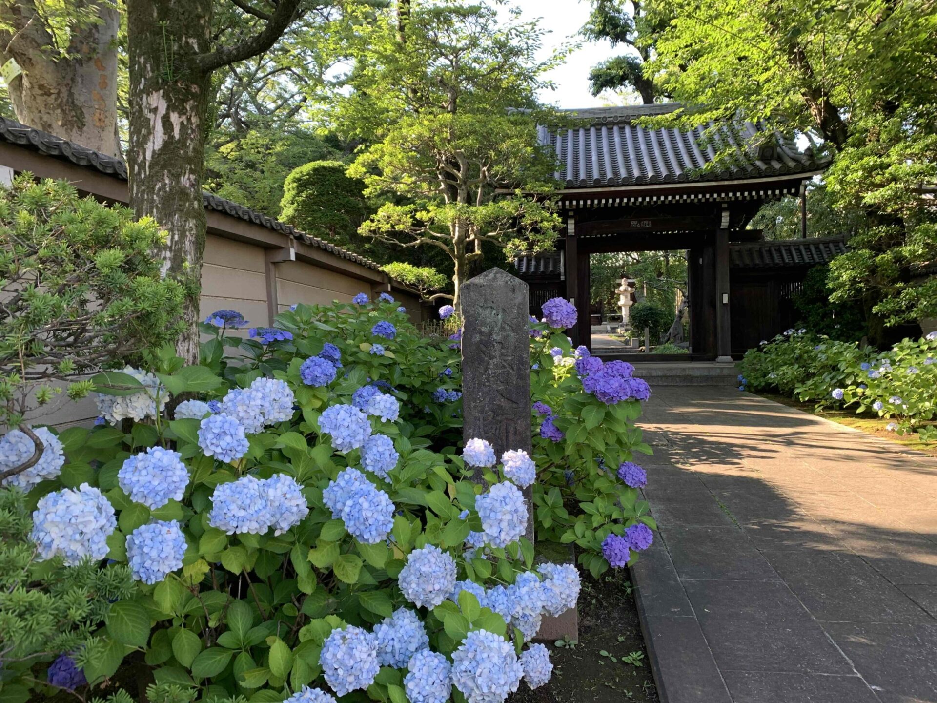 Hydrangea